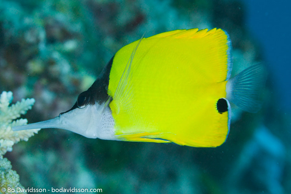 BD-150421-Maldives-7434-Forcipiger-longirostris-(Broussonet.-1782)-[Longnose-butterflyfish.-Näbbfisk].jpg